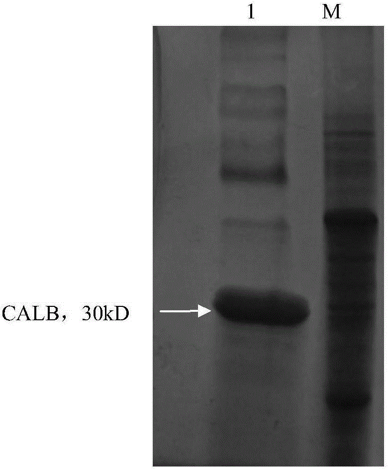 Lipase CALB mutant and preparation method and application thereof