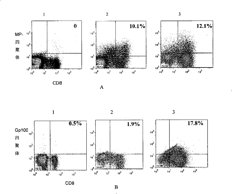 Method for amplifying and multiplying T cells with antigenic specificity