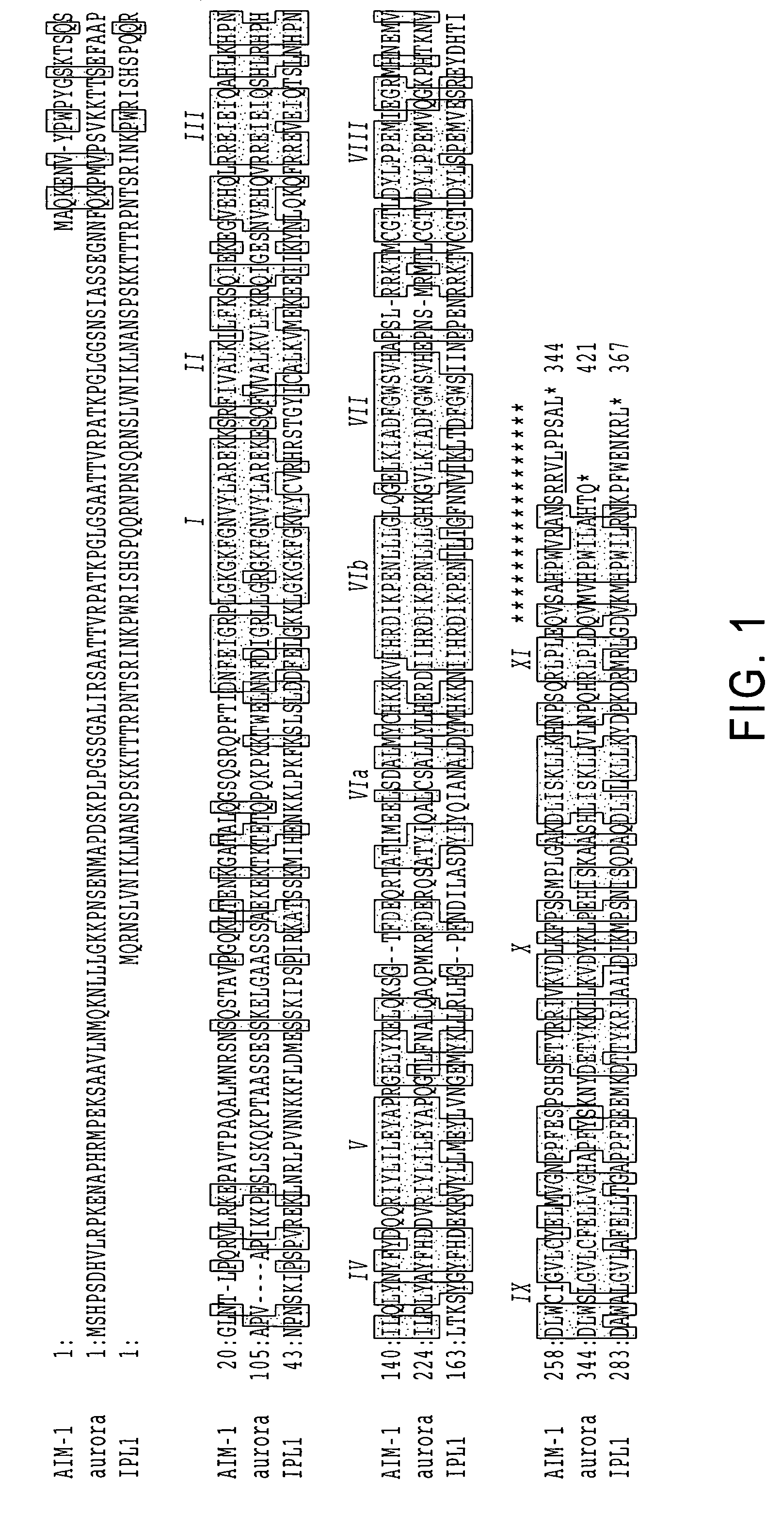 Cell cycle control protein