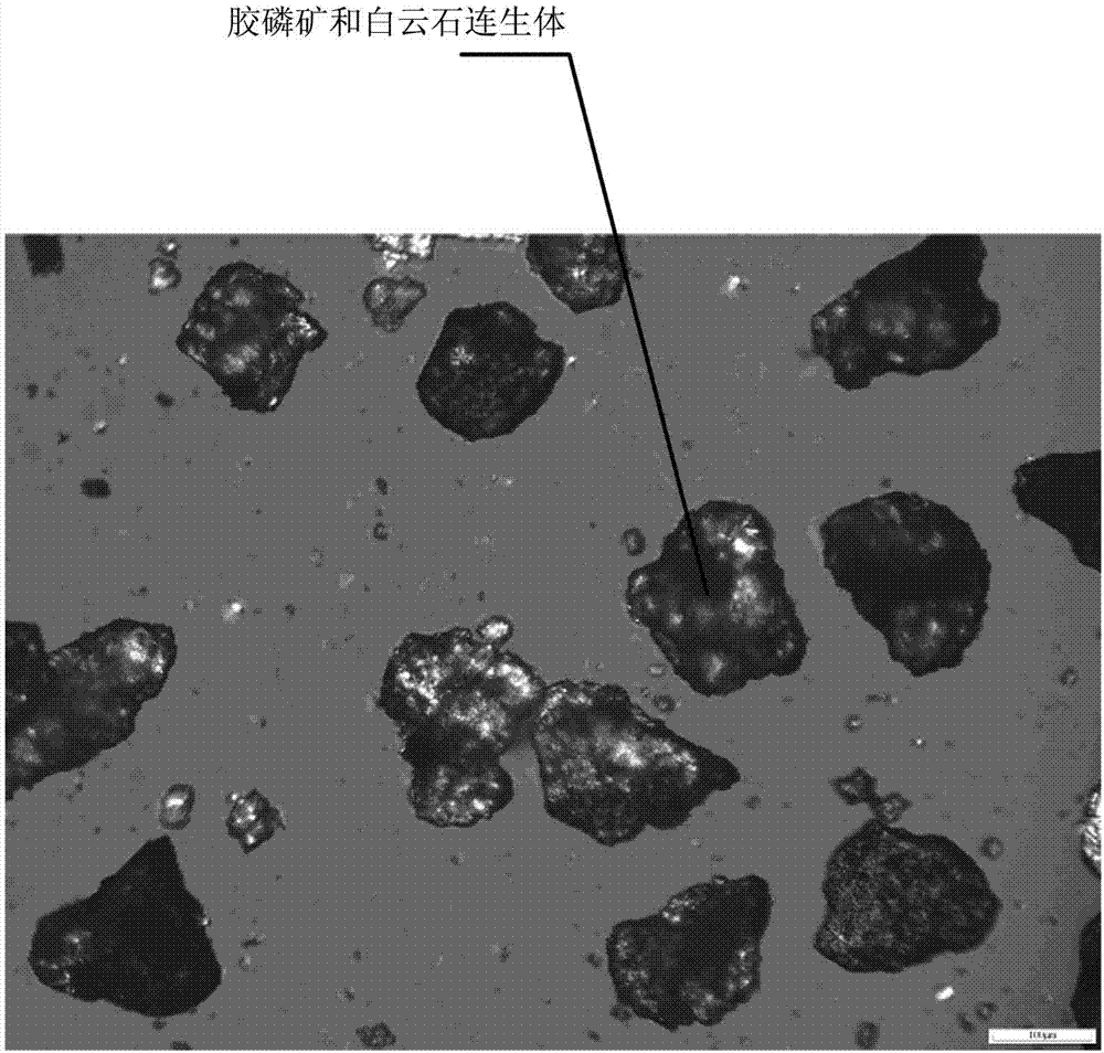 Process for reducing collophanite flotation tailing grade