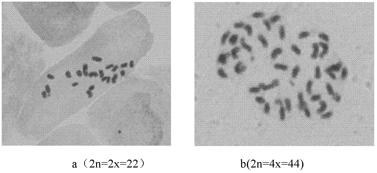 Method for cultivating autotetraploid plants of stevia rebaudiana