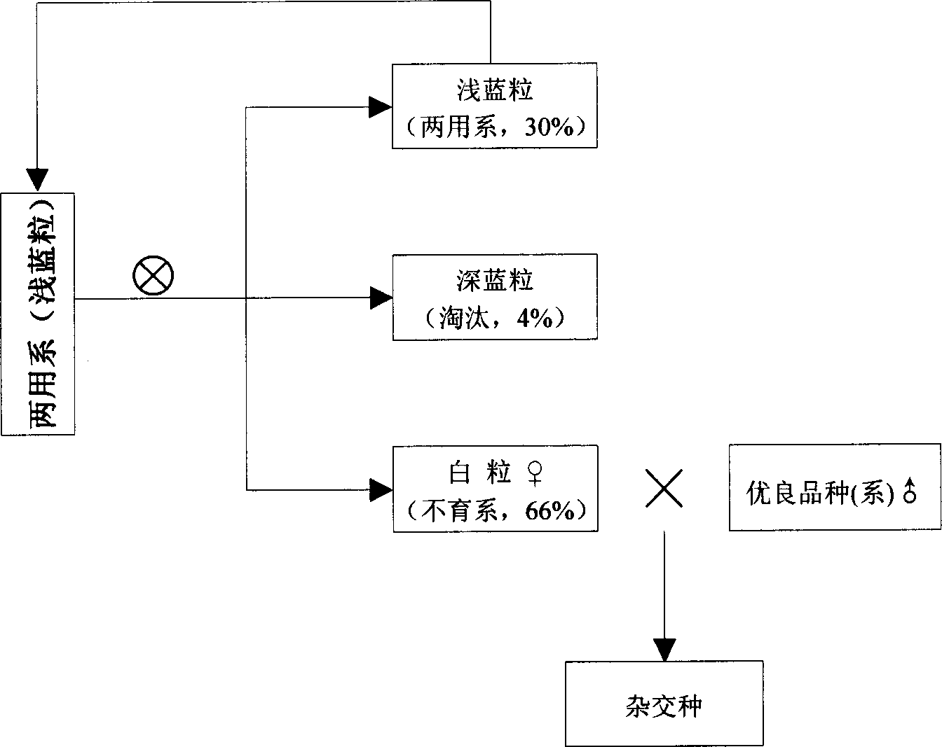 Method for selectively breeding hybrid wheat by two-line method utilizing blue grain as marking character