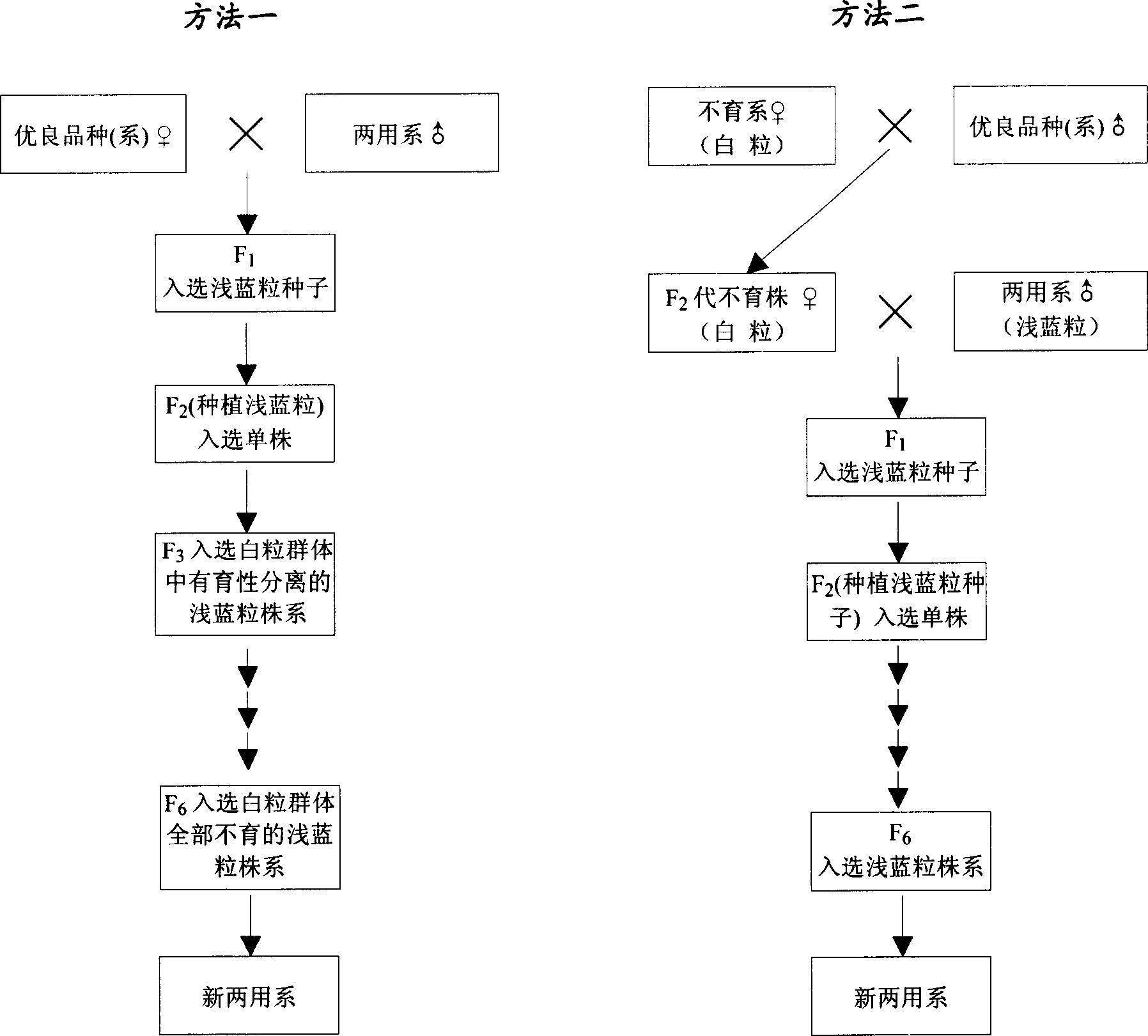 Method for selectively breeding hybrid wheat by two-line method utilizing blue grain as marking character