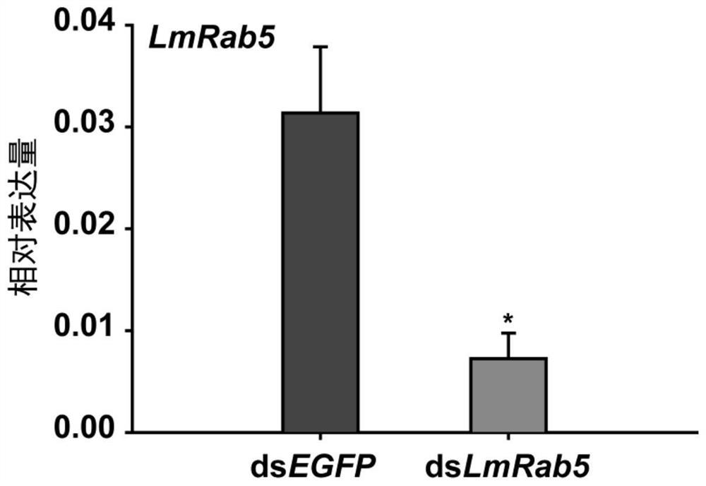 Application of rab5 gene and its dsRNA in migratory locust control