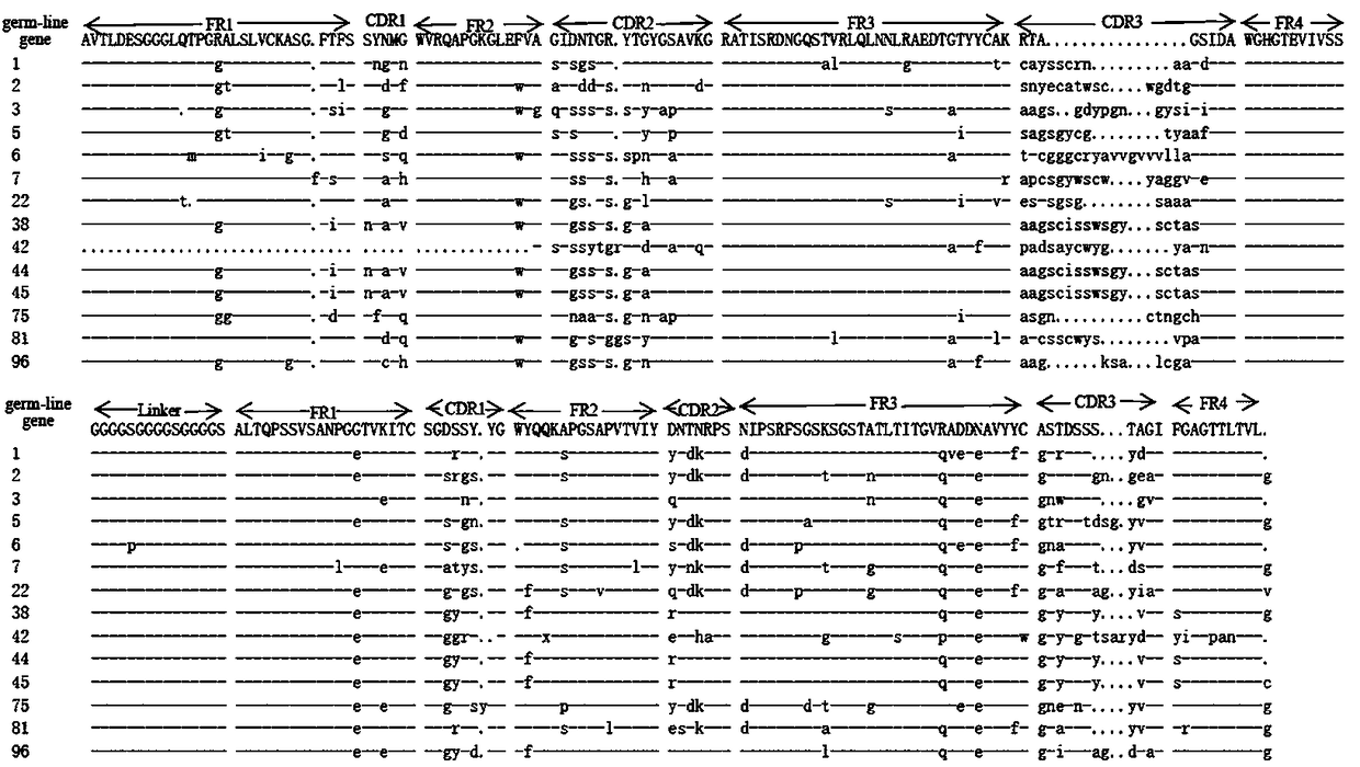 Single-chain antibody used for detecting canine parvovirus (CPV)