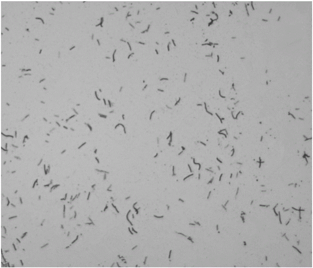 Bacillus amyloliquefaciens and application thereof to degradation of carbamate pesticides