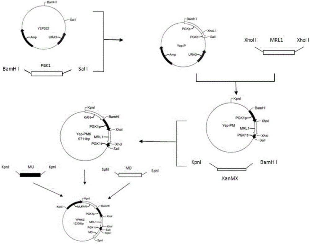 Saccharomyces cerevisiae strain for low protease A extra-cellular secretion under stress condition and construction method of saccharomyces cerevisiae strain