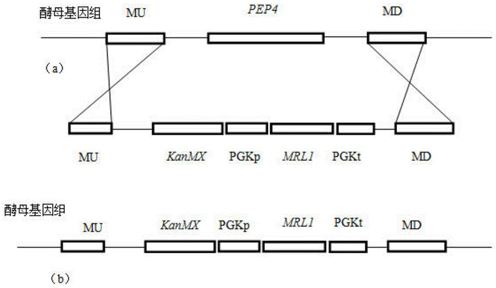 Saccharomyces cerevisiae strain for low protease A extra-cellular secretion under stress condition and construction method of saccharomyces cerevisiae strain