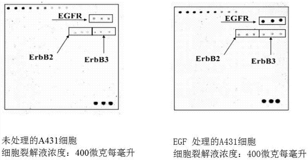 Phosphorylation antibody chip kit for detecting human receptor tyrosine kinase (RTK)