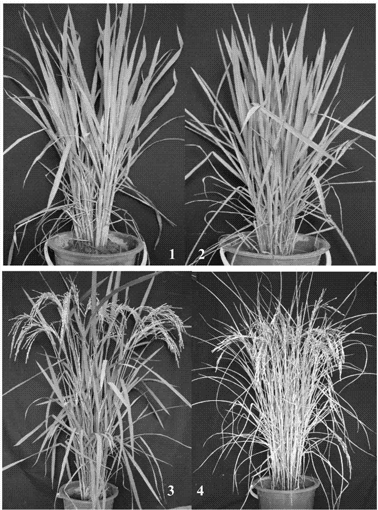 Rice ageing control gene OsCDC48E and coded protein thereof