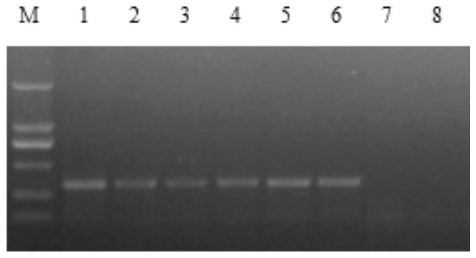 Specific primer group for fox retrovirus detection and application of PCR detection kit