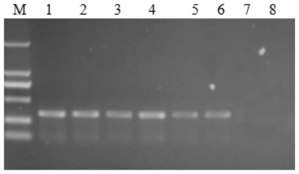 Specific primer group for fox retrovirus detection and application of PCR detection kit