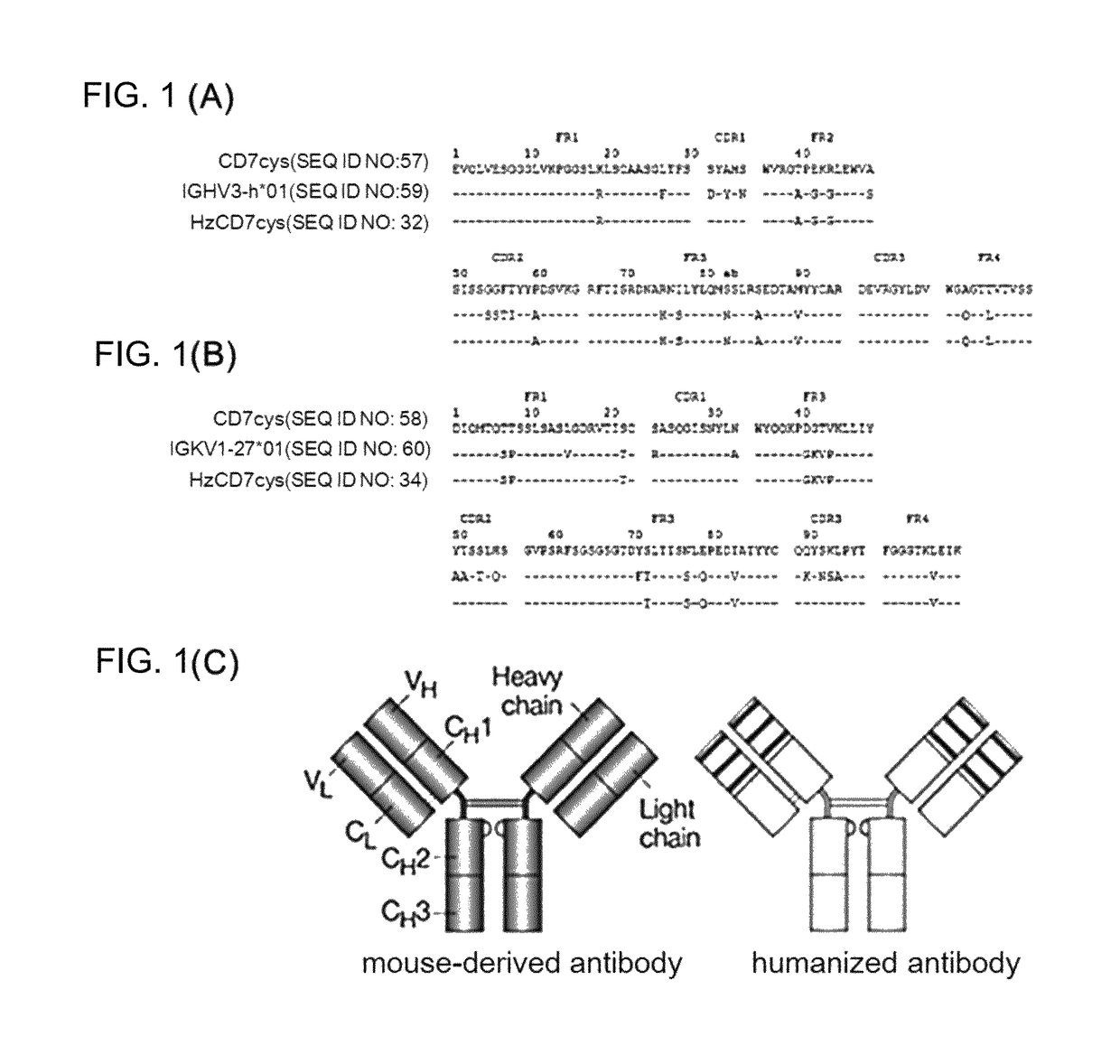 T-cell-specific humanized single fragment antibody delivery vehicle