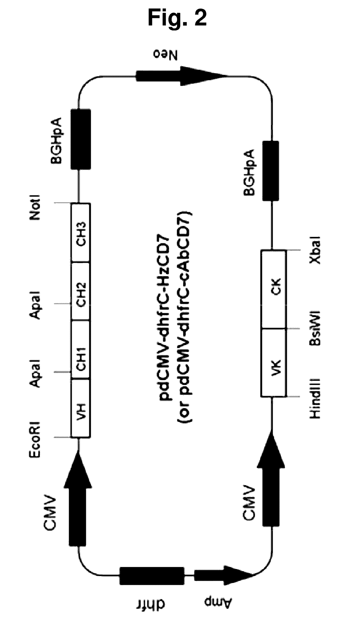 T-cell-specific humanized single fragment antibody delivery vehicle