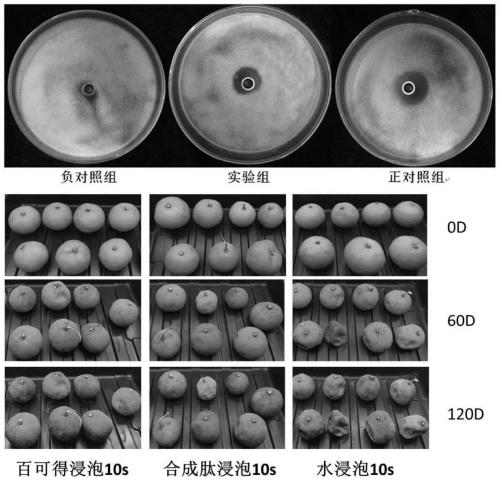 Synthesis of oligopeptide and application of oligopeptide in medicine for inhibiting citrus rot-causing bacteria penicillium digitatum