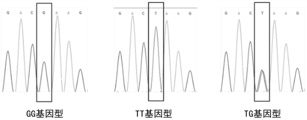 A kind of genetic marker and its application for evaluating bovine semen quality