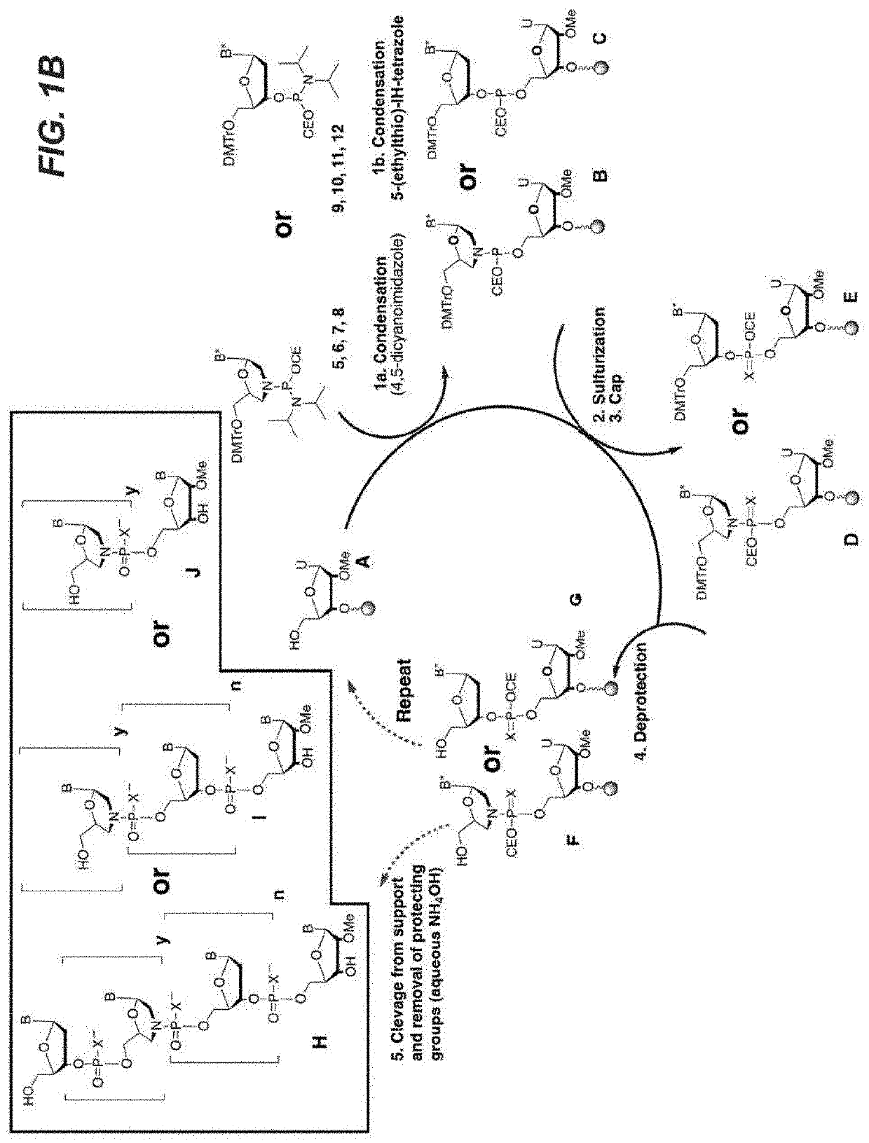 Thiomorpholino Oligonucleotides For The Treatment of Muscular Dystrophy