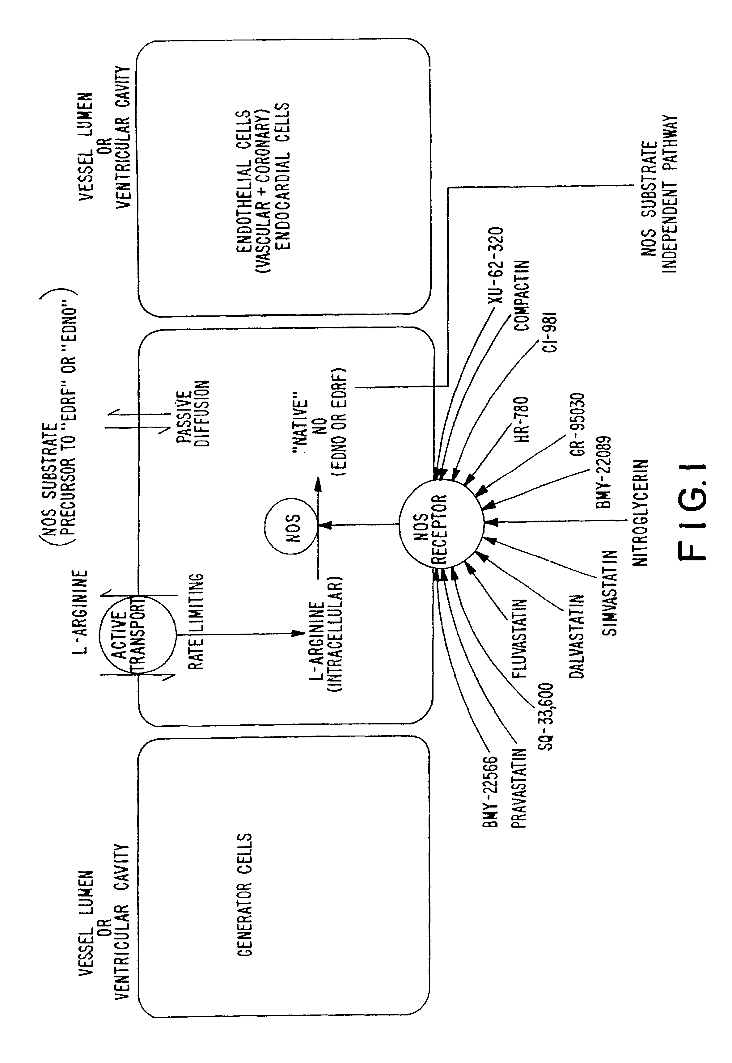 Method of stimulating nitric oxide synthase