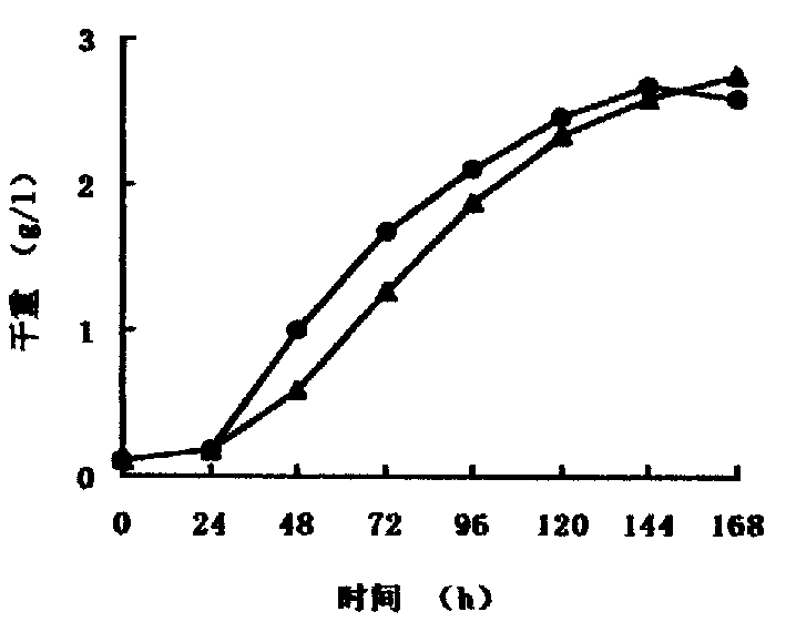 Method for preparing biology diesel oil by using amylum enzymolysis to cultivate heterotrophy alga