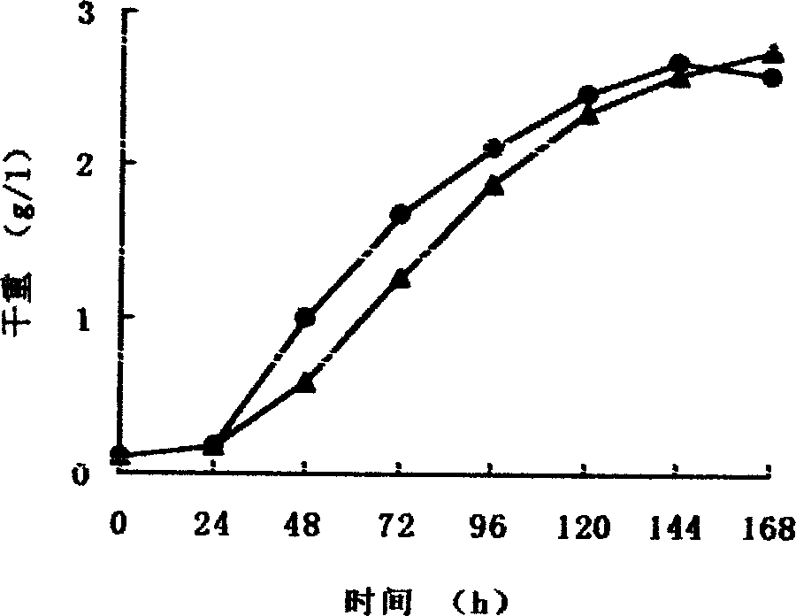 Method for preparing biology diesel oil by using amylum enzymolysis to cultivate heterotrophy alga