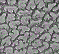 Special-shaped cross section viscose filament yarn and preparation method thereof