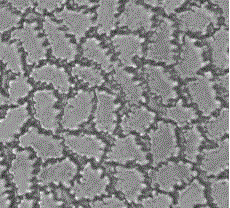 Special-shaped cross section viscose filament yarn and preparation method thereof