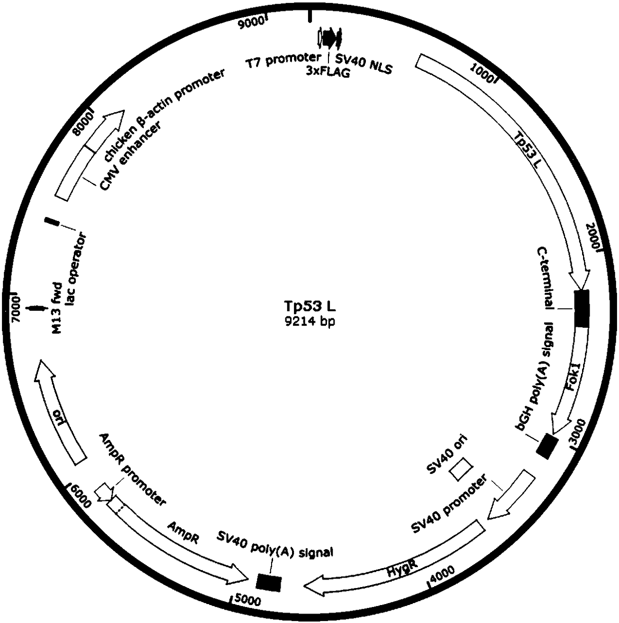 Construction method for Tp53-knockout animal model, and short peptides used therein