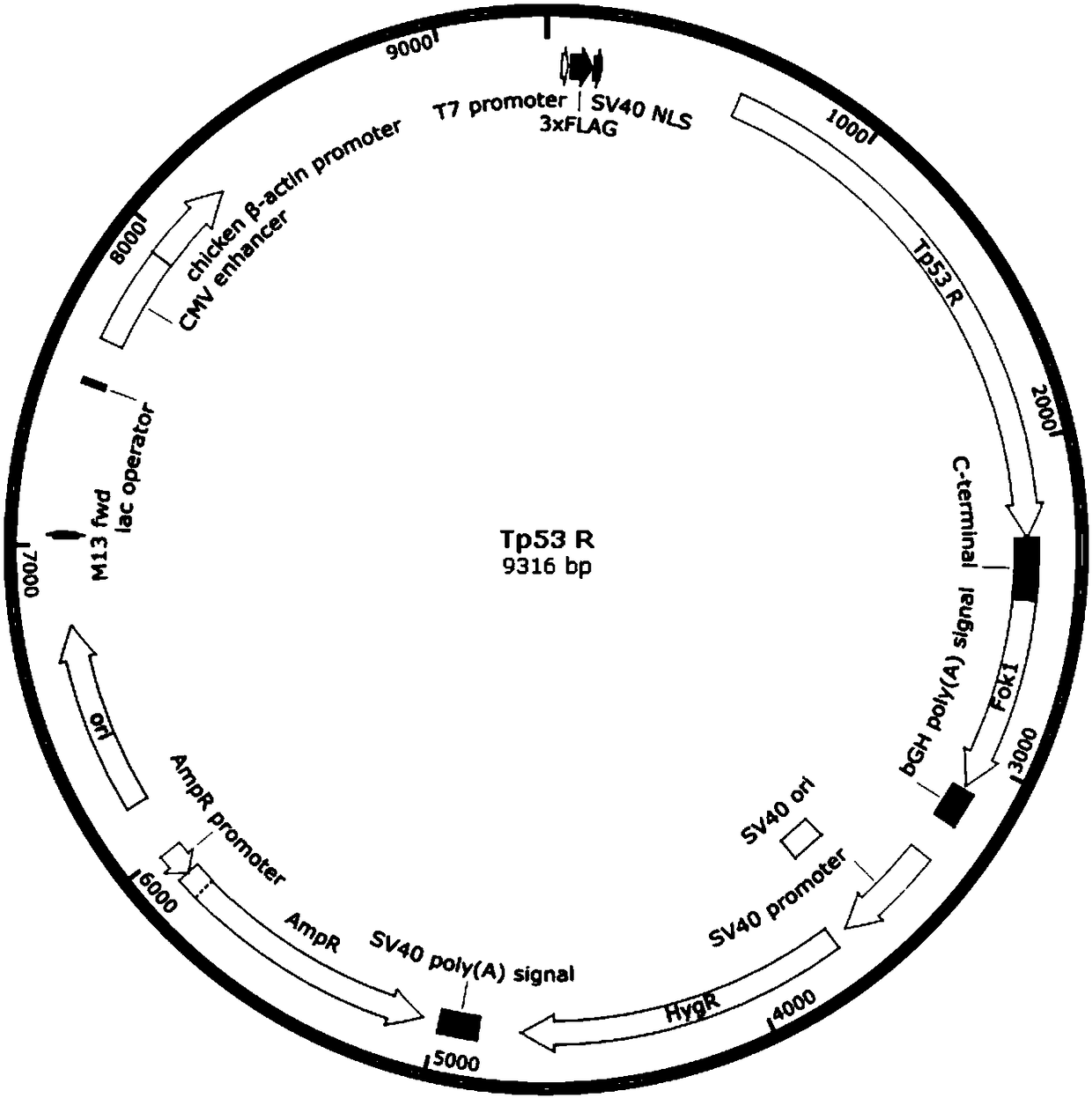 Construction method for Tp53-knockout animal model, and short peptides used therein