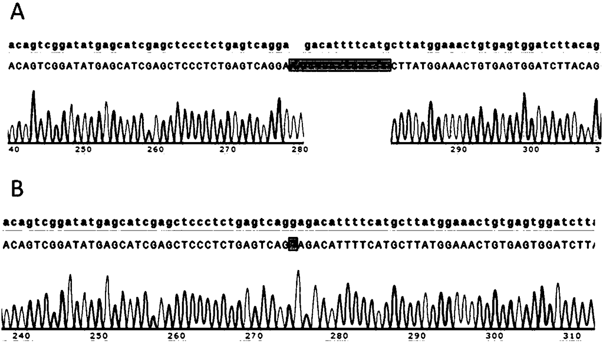 Construction method for Tp53-knockout animal model, and short peptides used therein