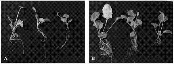 Method for promoting rooting of tissue-cultured transplant seedlings of Gerbera jamesonii