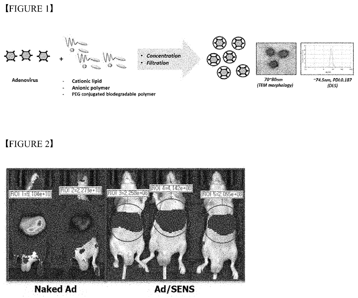 Polymer nanoparticle composition for delivering virus, and preparation method therefor