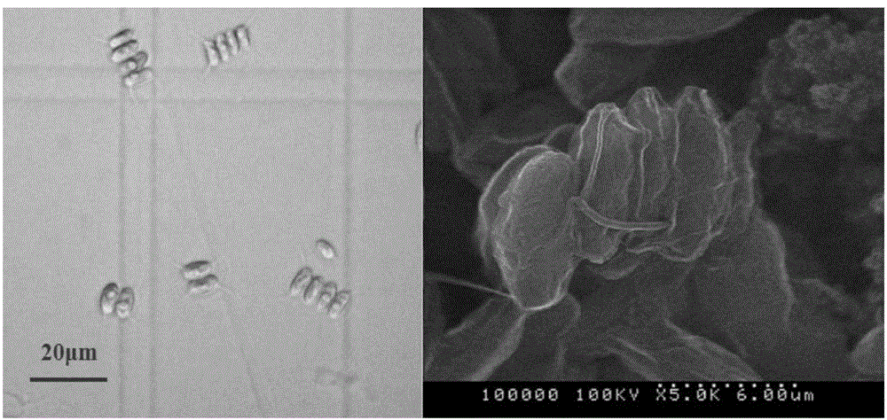 High-oil-yield scenedesmus SDEC-13 and culture method and application thereof