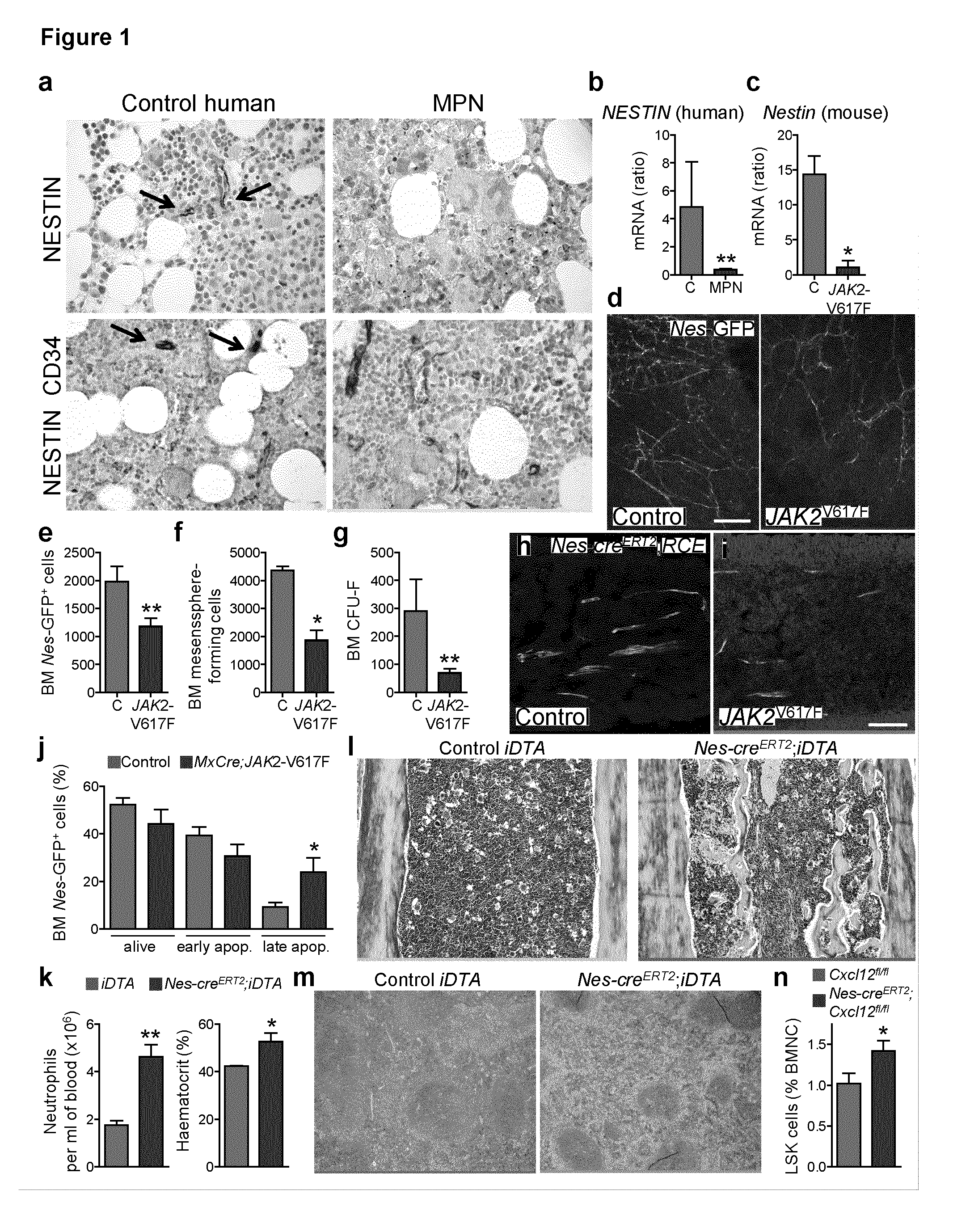 Compounds suitable for the treatment of myeloproliferative neoplasms as well as methods for the diagnosis/prognosis of myeloproliferative neoplasms