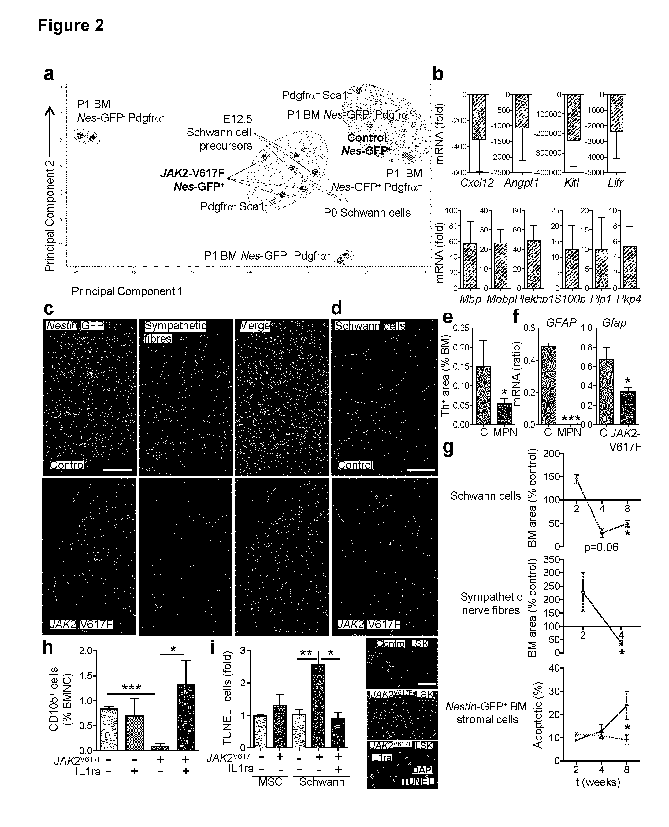 Compounds suitable for the treatment of myeloproliferative neoplasms as well as methods for the diagnosis/prognosis of myeloproliferative neoplasms