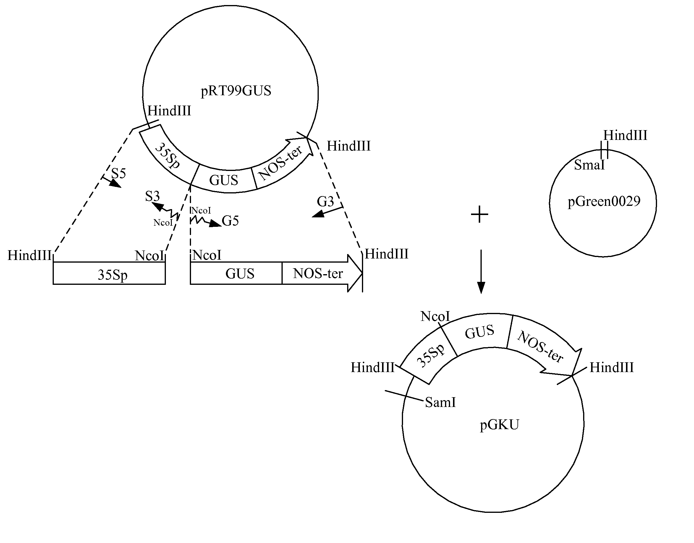 Anther-specific expression promoter in plant and application thereof