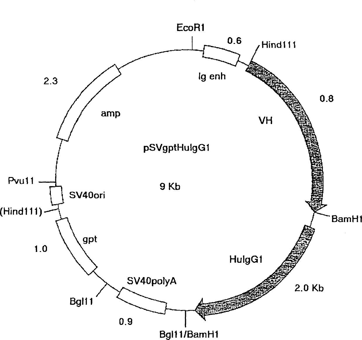 Humanised antibodies to epidermal growth factor receptor