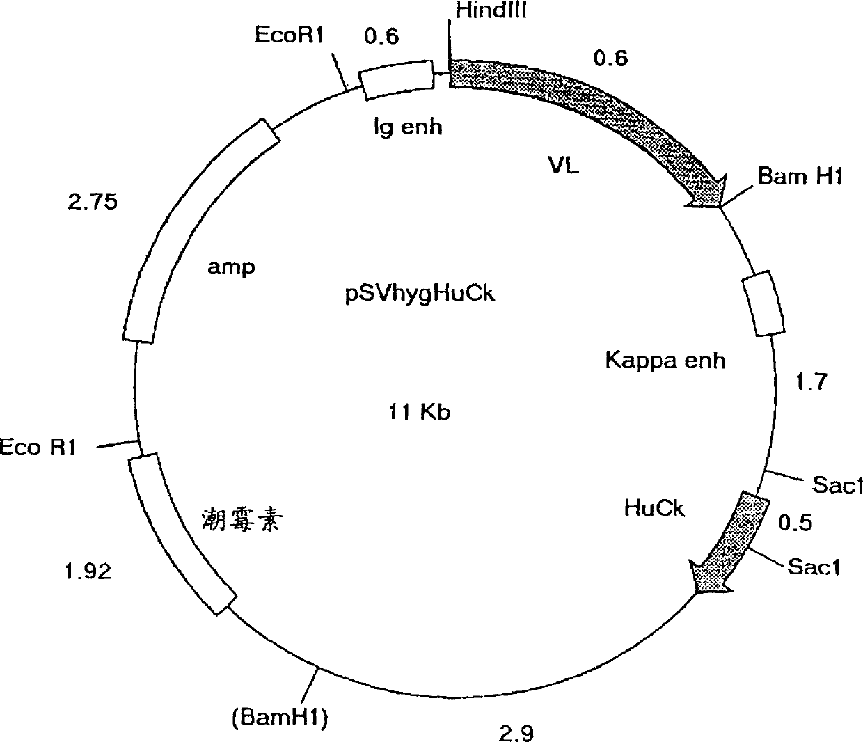 Humanised antibodies to epidermal growth factor receptor