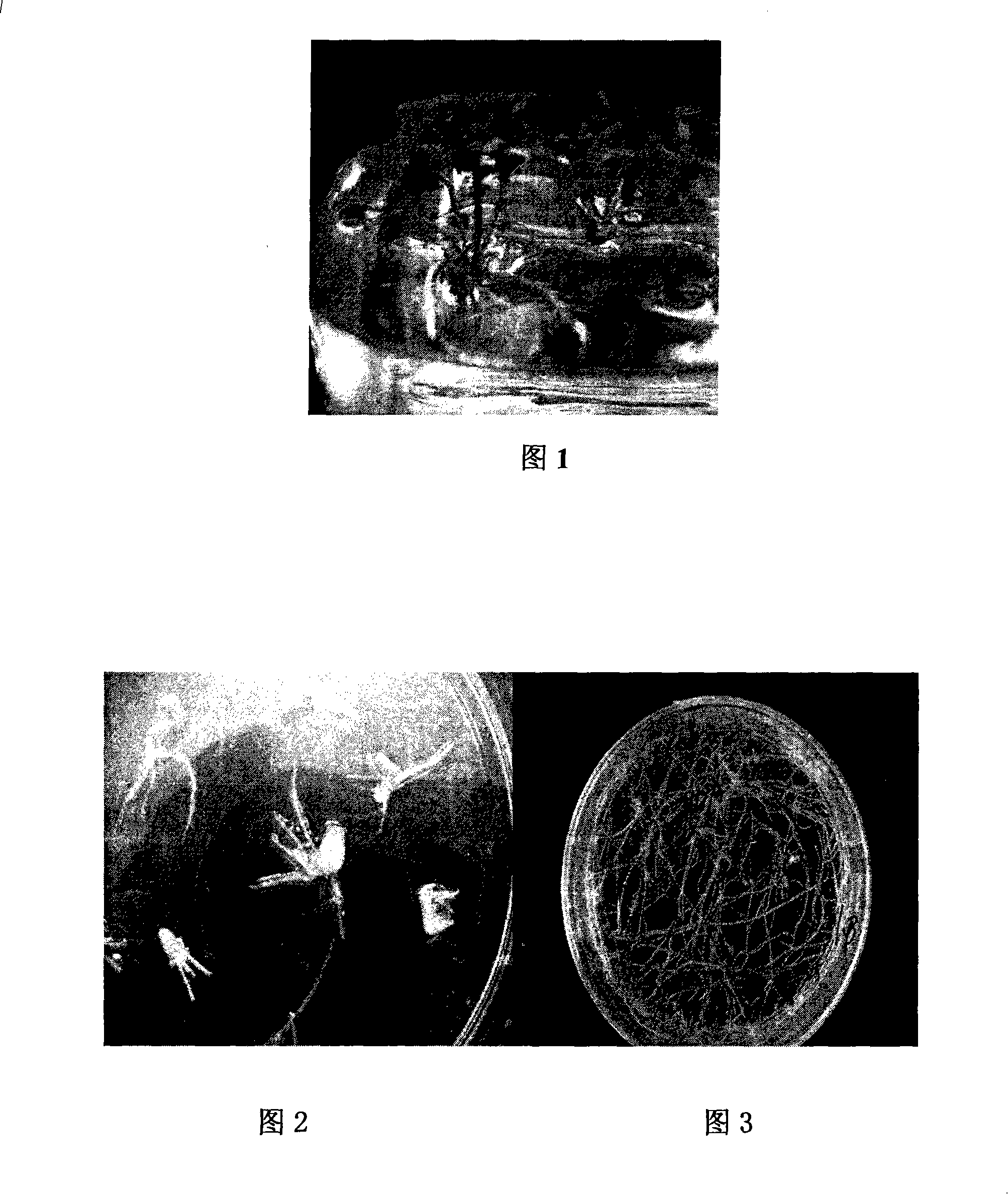 Method for producing salidroside by using agrobacterium rhizogenes to inherit and transfer rhodiola sachdlinensis and constructing capillaceous root cultural system