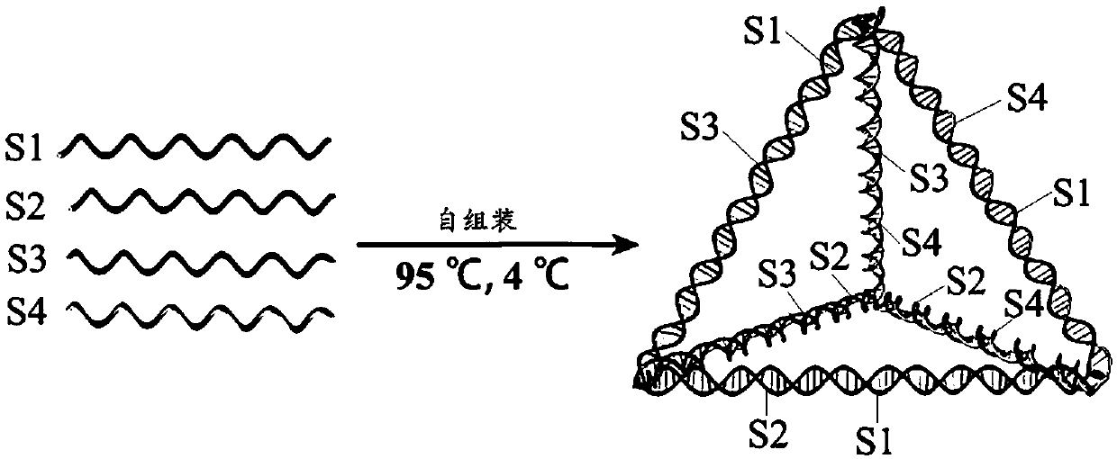 Application of DNA (Deoxyribonucleic Acid) tetrahedron to preparation of medicament for promoting neural restoration