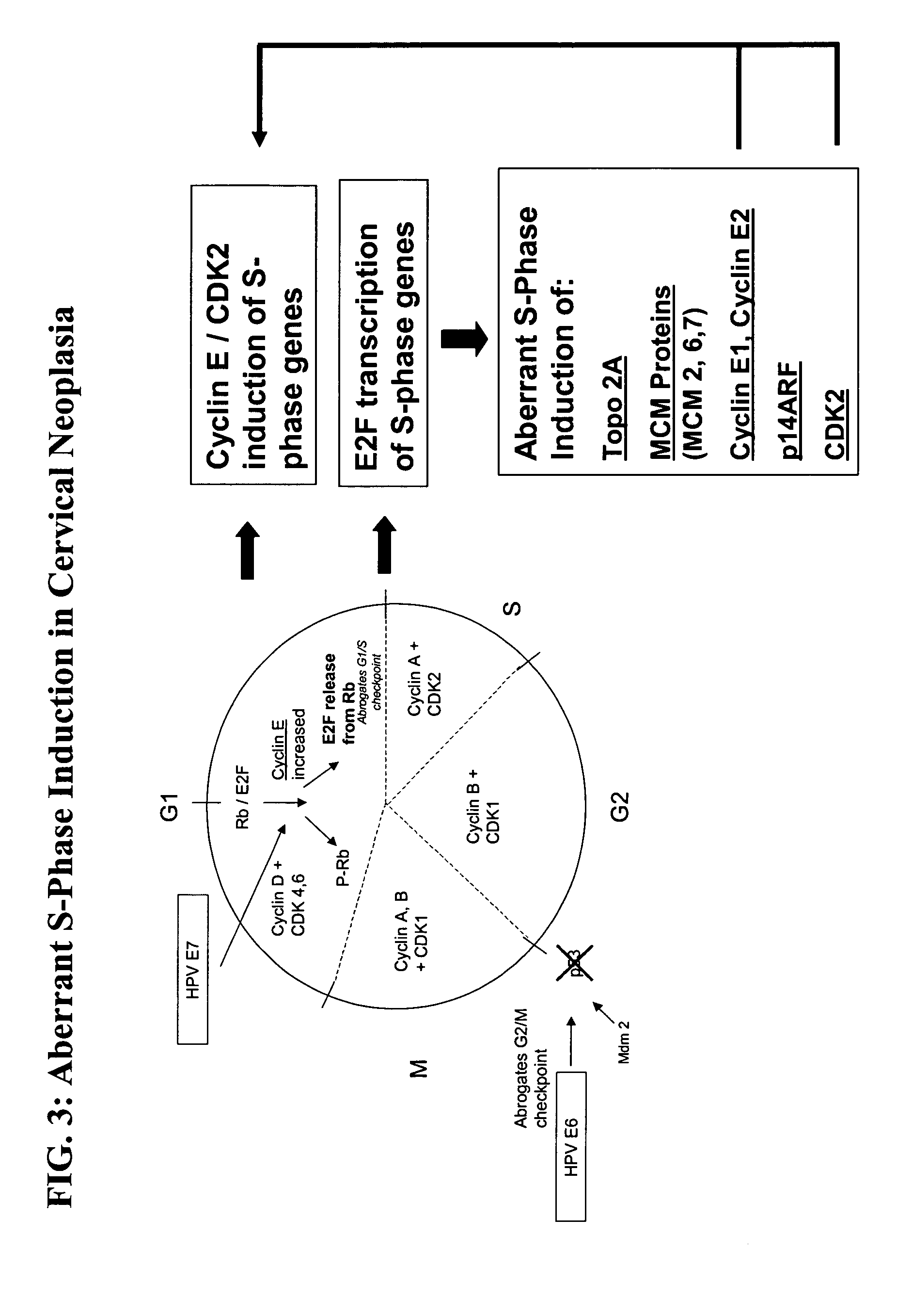 Methods and compositions for the detection of cervical disease