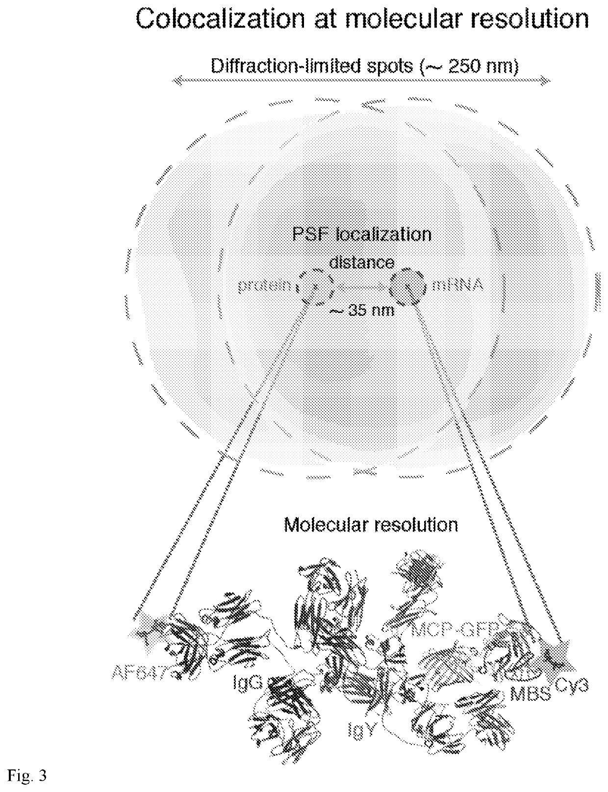 Co-localization at molecular resolution of multiple fluorescence channels acquired using optical microscopy