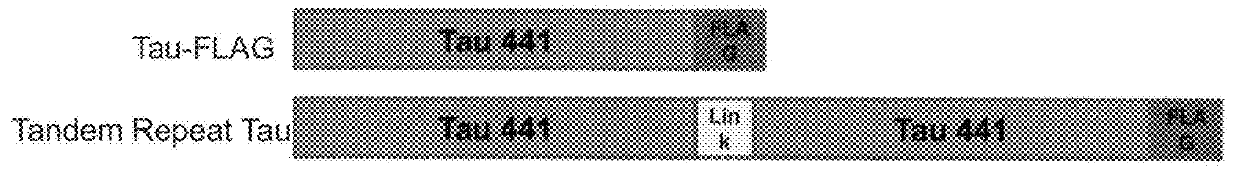 Cellular expression model of tau aggregation