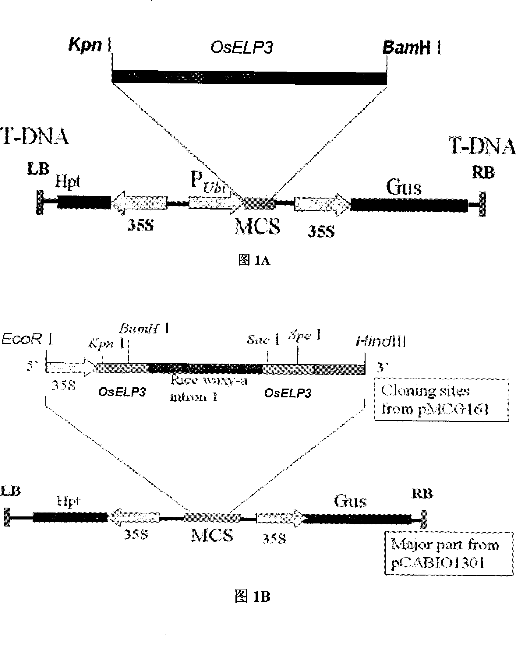 Use of histone acetylation enzyme gene OsELP3 in rice anthesis regulation