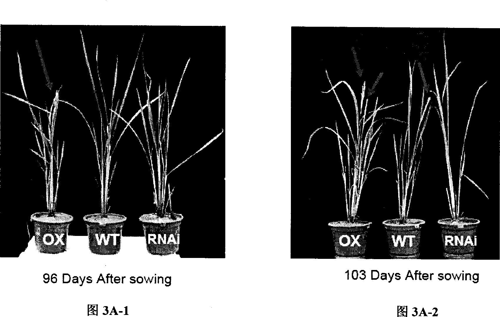 Use of histone acetylation enzyme gene OsELP3 in rice anthesis regulation