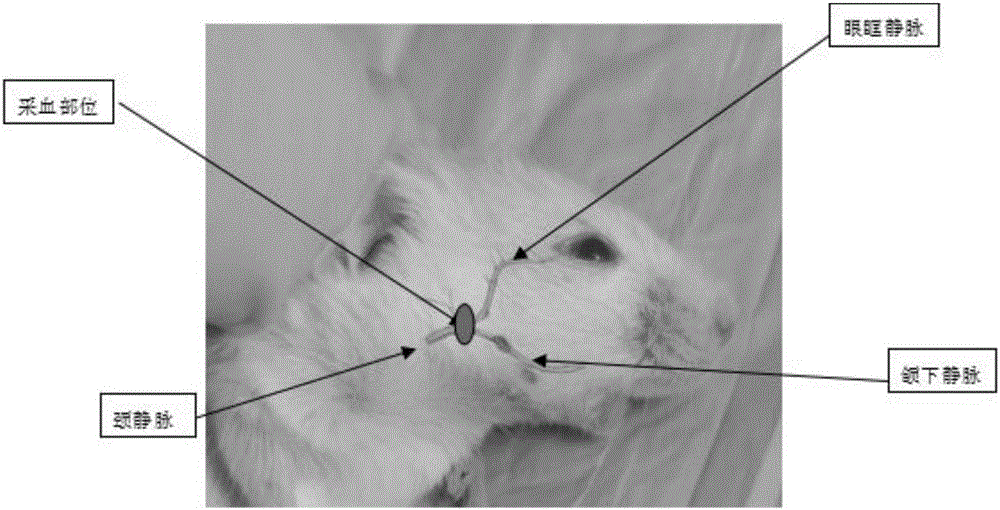 Mouse submandibular venous blood collecting method