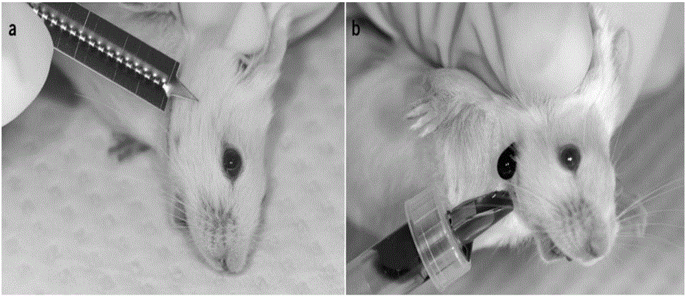 Mouse submandibular venous blood collecting method