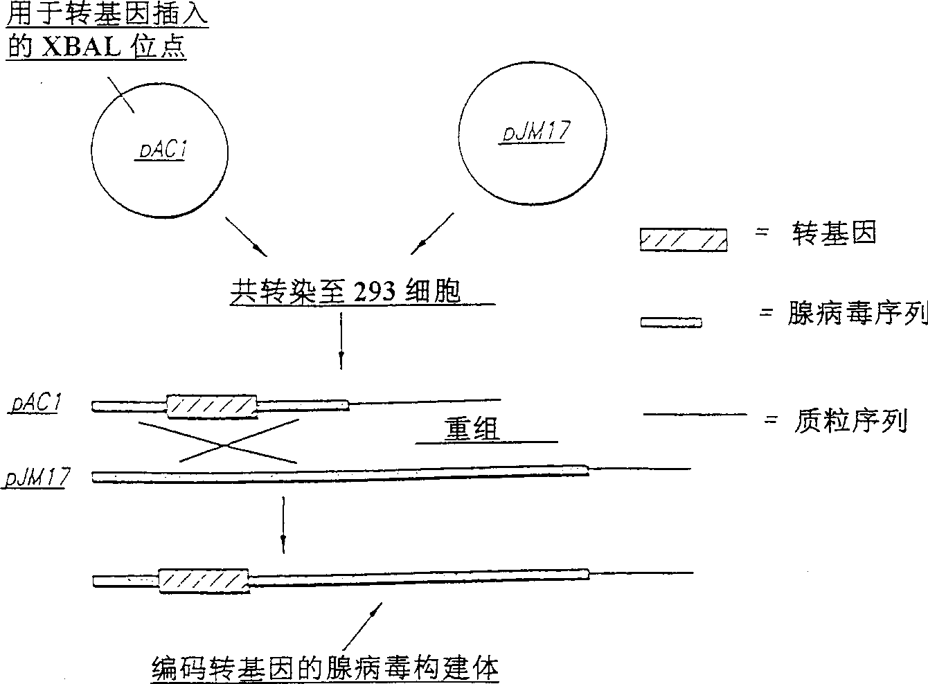 Combination of a nucleic acid and a vasoactive agent for enhanced gene delivery