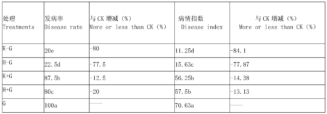 Cultivation method of utilizing buckwheat to prevent cabbage clubroot