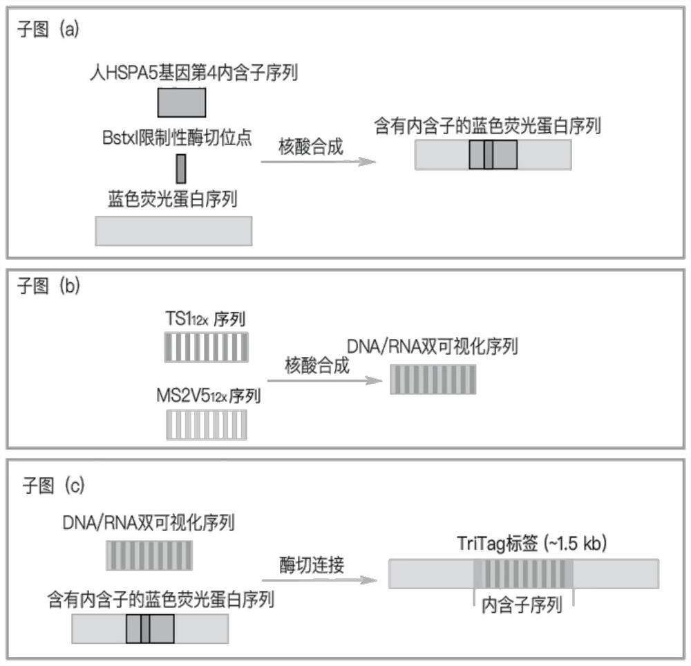 Tags and methods for simultaneous visualization of gene dna, mrna and protein in living cells