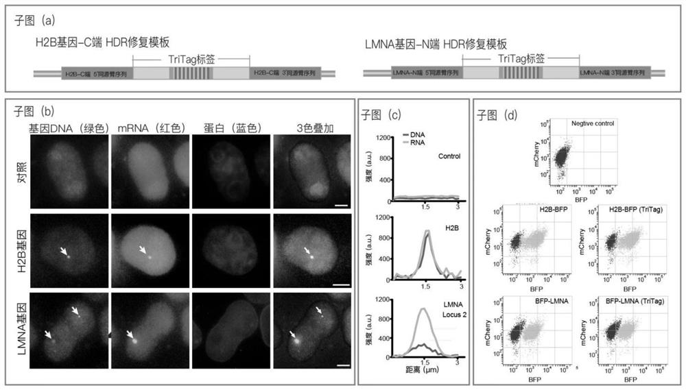 Tags and methods for simultaneous visualization of gene dna, mrna and protein in living cells